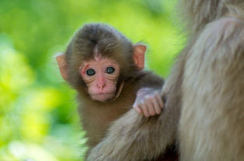 Картинка животные обезьяны фон малыш обезьянка