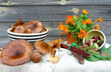 Картинка еда грибы +грибные+блюда ревень календула
