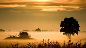Картинка природа восходы закаты облака туман рассвет деревья трава кусты камыши