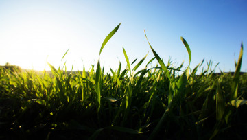 Картинка природа поля трава макро горизонт небо поле
