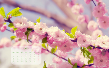 обоя календари, цветы, сакура