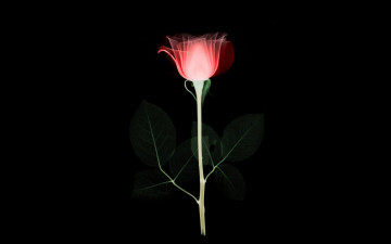 Картинка разное кости +рентген стебель рентген силуэт цветок роза листья