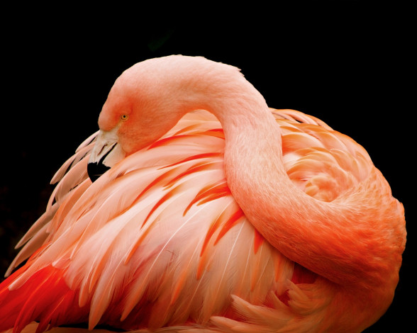 Обои картинки фото животные, фламинго, птица, розовый