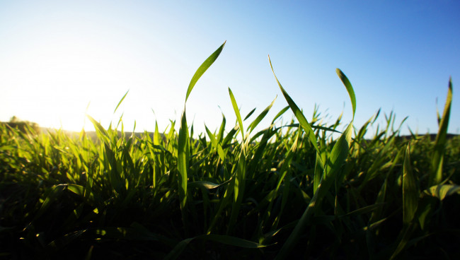 Обои картинки фото природа, поля, трава, макро, горизонт, небо, поле