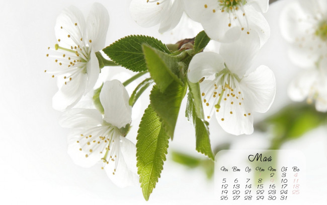 Обои картинки фото календари, цветы, весна
