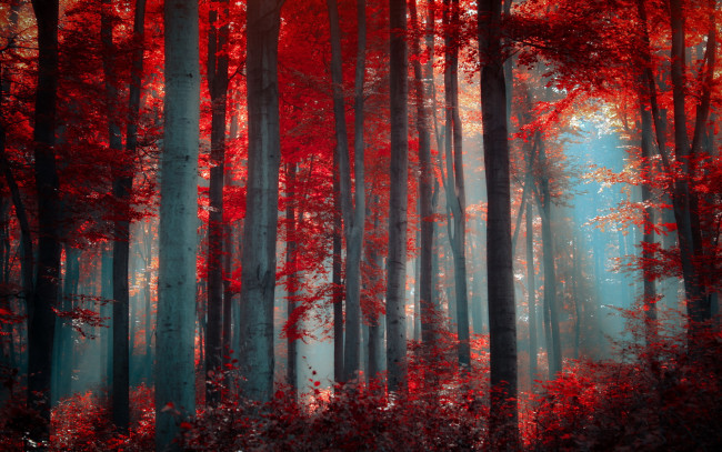 Обои картинки фото природа, лес, осень, деревья