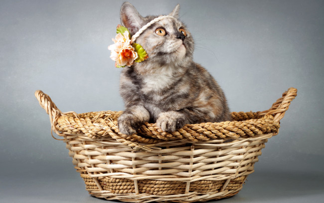 Обои картинки фото животные, коты, котенок, корзина, цветы