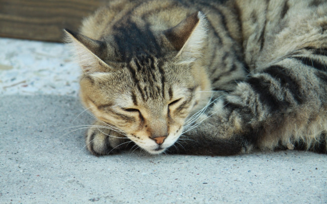 Обои картинки фото животные, коты, спит, полосатый