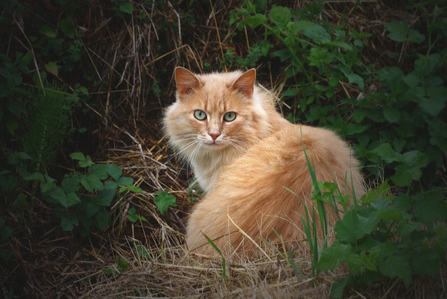 Обои картинки фото животные, коты, пушистый, рыжий, кот, кошка, взгляд, трава