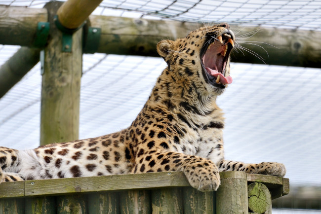 Обои картинки фото животные, леопарды, зевает, кошка, амурский, клыки, пасть