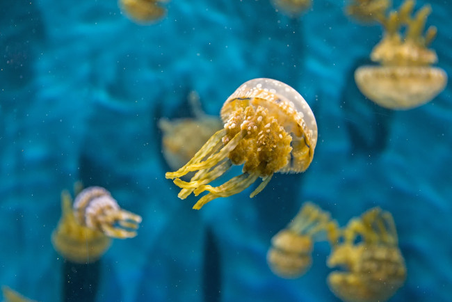 Обои картинки фото животные, медузы, макро, вода