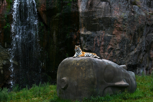 Обои картинки фото животные, тигры, кошка, отдых