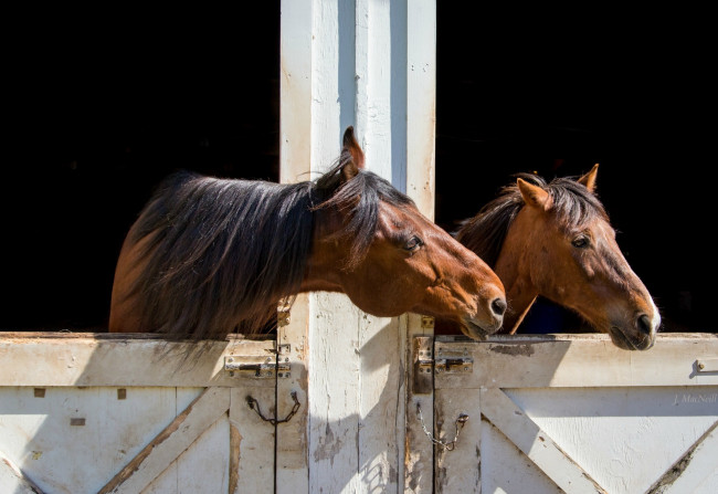 Обои картинки фото животные, лошади, стойла, парочка