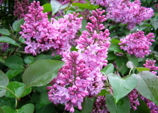 Картинка цветы сирень flowers lilac spring листья