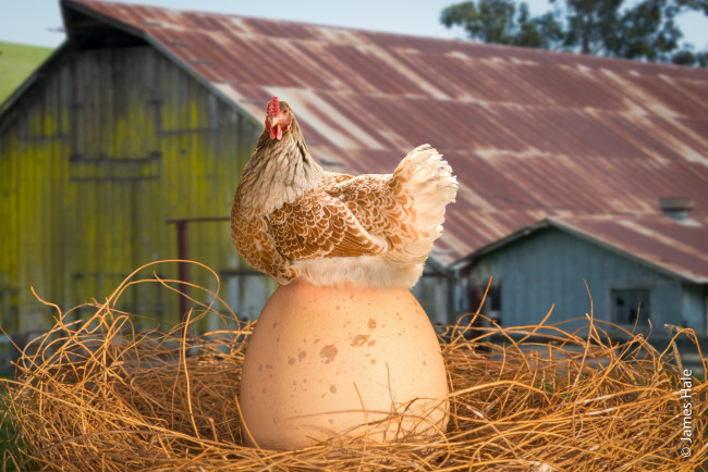 Обои картинки фото юмор и приколы, гнездо, курица, яйцо