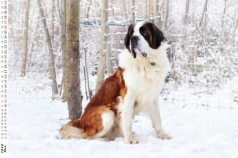Картинка календари животные взгляд собака снег
