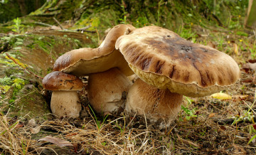 Картинка природа грибы грибочки
