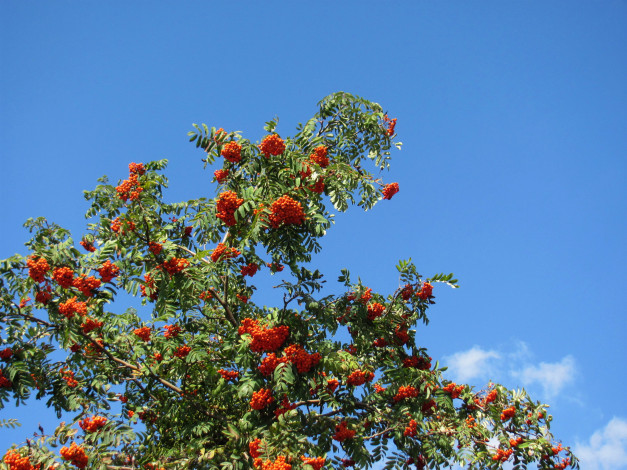 Обои картинки фото природа, ягоды,  рябина, рябина, грозди, осень