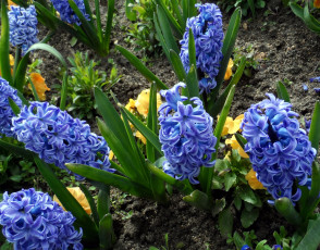 обоя цветы, гиацинты, синие, клумба