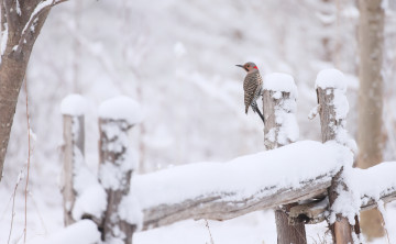 обоя животные, птицы, снег, птица, зима, на, открытом, воздухе