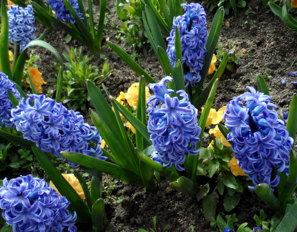 Обои картинки фото цветы, гиацинты, синие, клумба