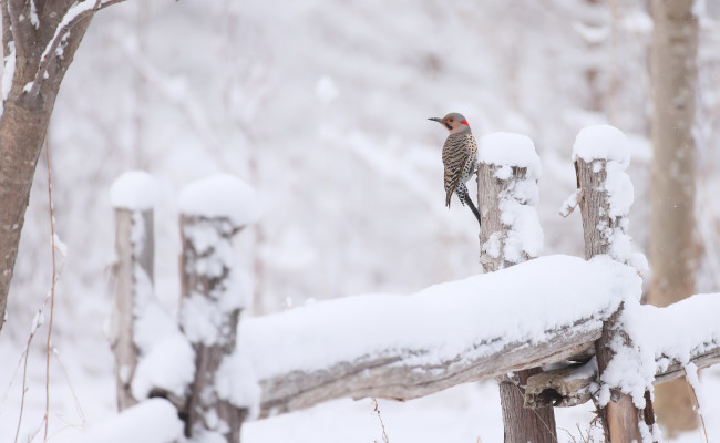 Обои картинки фото животные, птицы, снег, птица, зима, на, открытом, воздухе