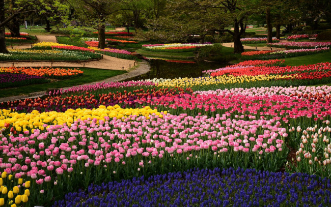 Обои картинки фото природа, парк, весна, водоем, клумбы, цветы, тюльпаны