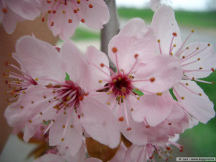 обоя цветы, сакура, вишня