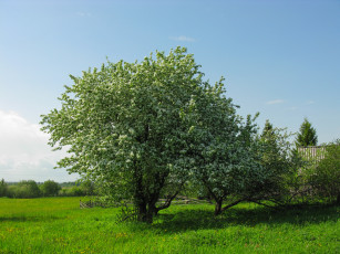 Картинка цветущая яблоня природа деревья