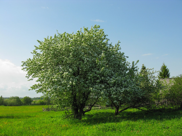 Обои картинки фото цветущая, яблоня, природа, деревья