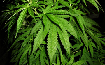 обоя cannabis, природа, листья, конопля