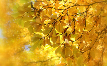 Картинка природа листья осень бук