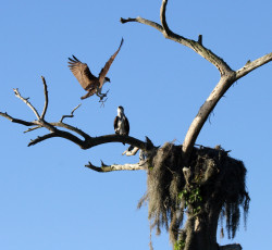Картинка животные птицы хищники ястребы пара дерево гнездо