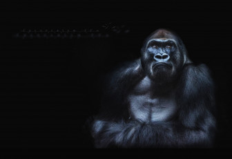 Картинка животные обезьяны кинг-конг горилла