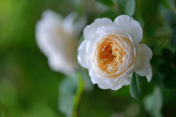 Картинка цветы розы кремовый