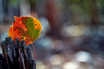 Картинка природа листья пень лист осень
