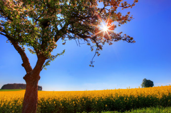 Картинка германия ойльгем природа поля дерево солнце