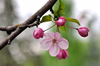Картинка цветы цветущие деревья кустарники розовый ветка