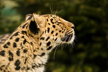 Картинка животные леопарды кошка профиль