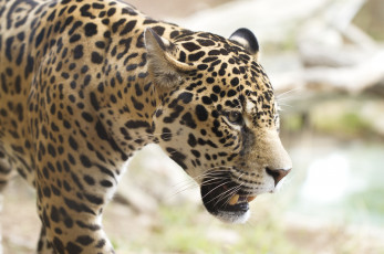 Картинка животные Ягуары кошка профиль