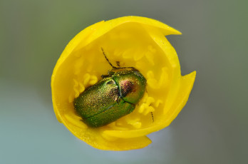 Картинка животные насекомые макро цветок скрытоглав зелёный жук шелковистый бутон
