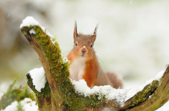 Картинка животные белки рыжая коряга снег