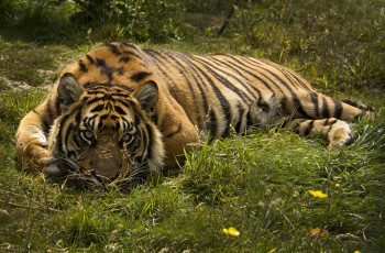 Картинка животные тигры дикая кошка хищник взгляд