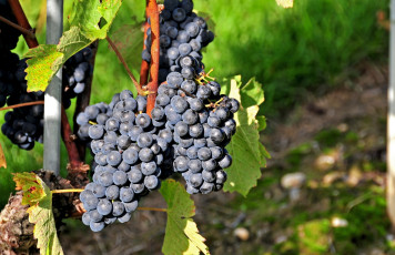 Картинка природа Ягоды виноград гроздь лоза синий