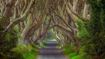 обоя таинственный, лес, северная, ирландия, природа, дороги, ветви