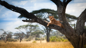 Картинка животные львы львица дерево отдых