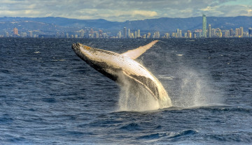 Картинка животные киты кашалоты прыжок океан