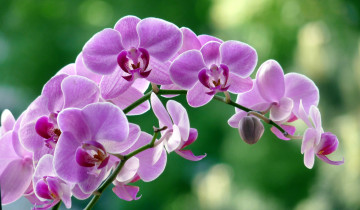 Картинка цветы орхидеи розовый ветка