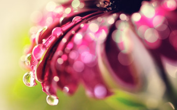 Картинка цветы диморфотеки макро цветок капли