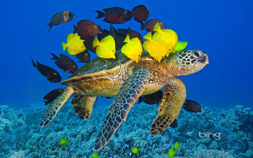 Картинка животные разные вместе черепаха рыбки
